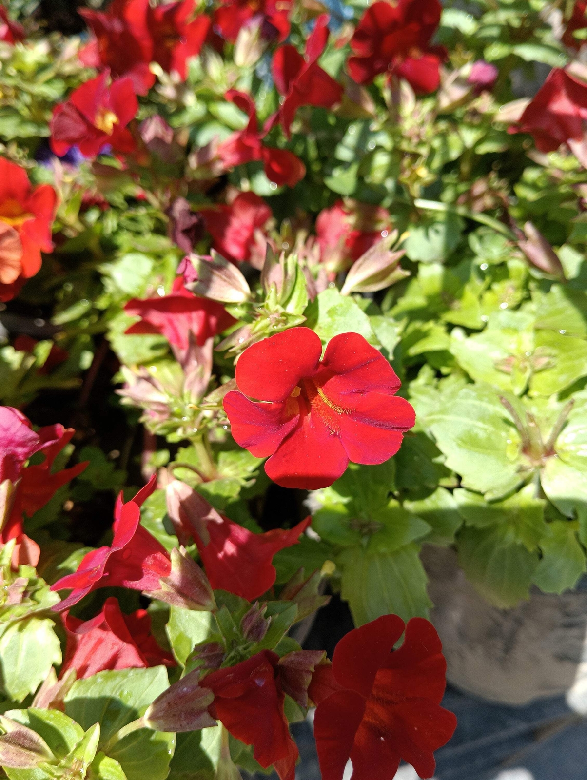 100 Twinkle RED MONKEY FLOWER Mimulus Seeds *Flat S/H