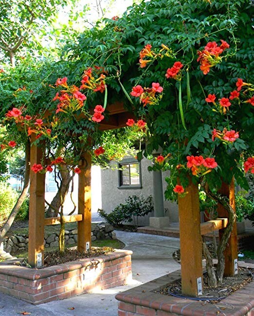Hummingbird Trumpet Vine Mix – 25 Seeds Perennial – Hummingbirds Love It!