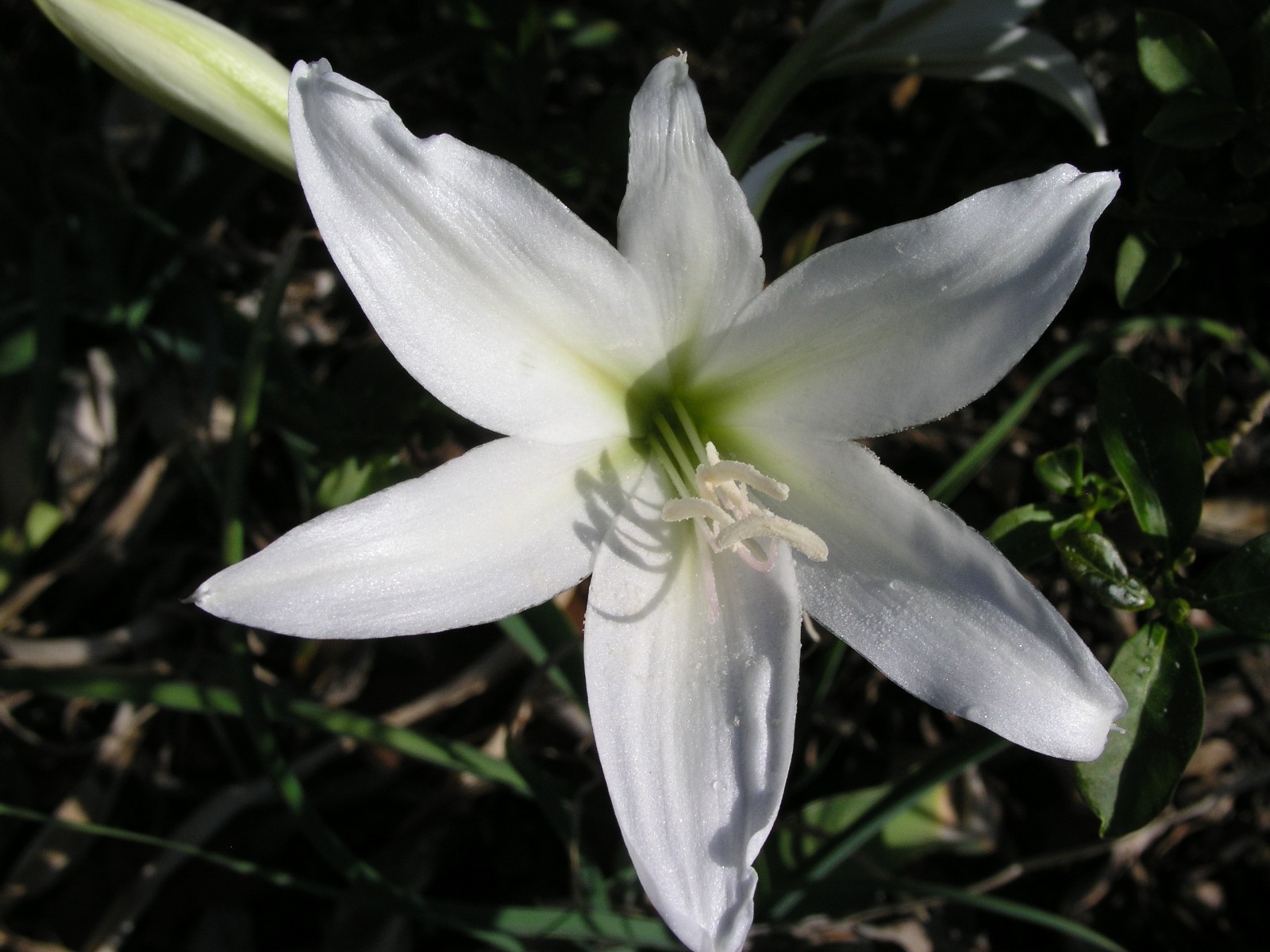 Crinum Lily, Bulbispermum Album ‘White Pawn’ type A, medium-size bulb NEW