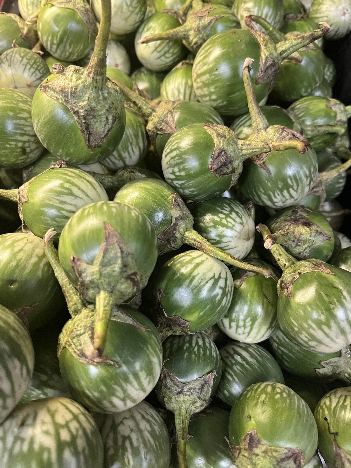 50+ Round Thai Green Eggplant Seeds. BUY 2 Get 2 FREE (Add 2 in cart)