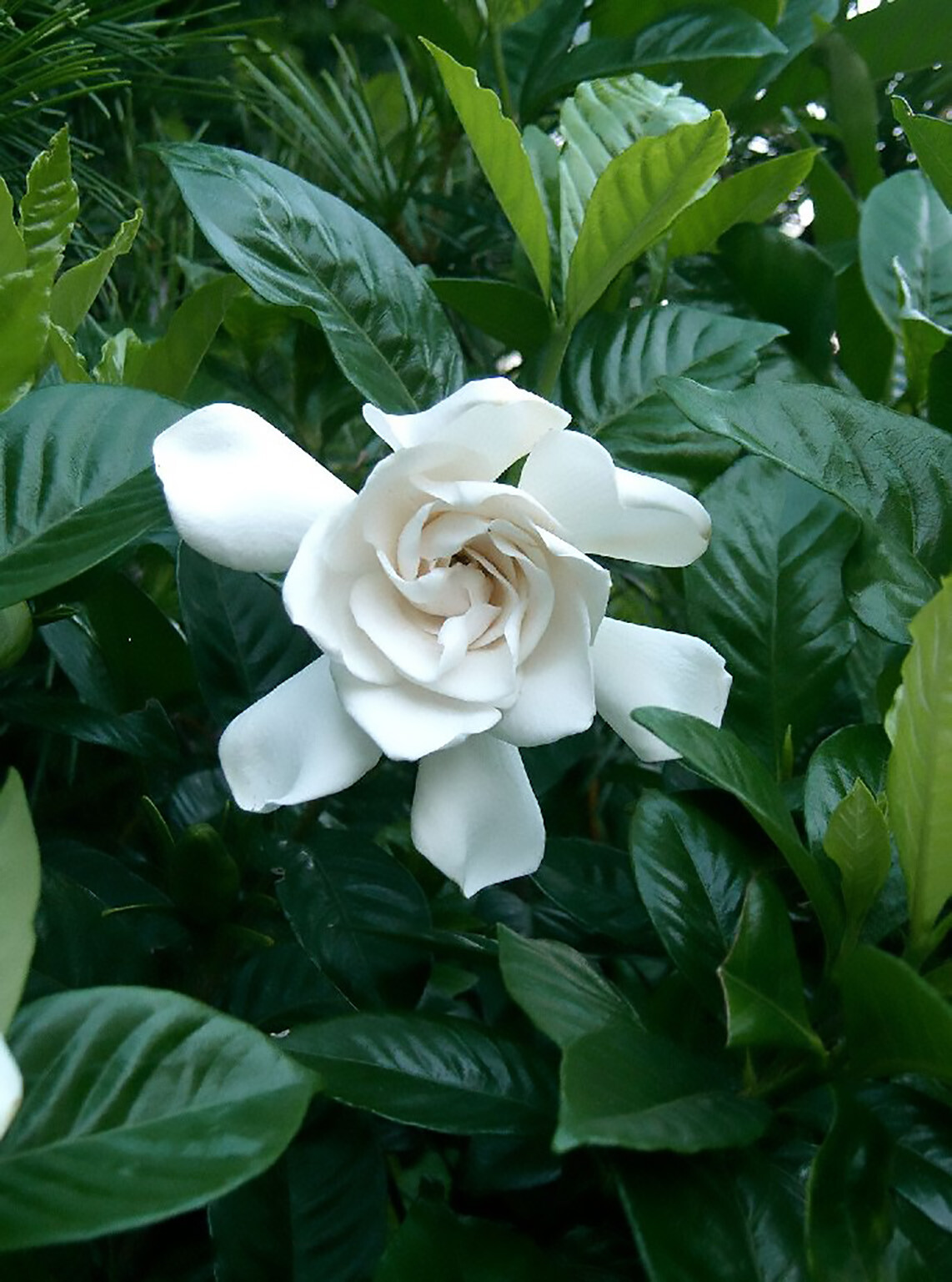Fragrant Cape Jasmine Shrub, Gardenia jasminoides, Shrub Seeds