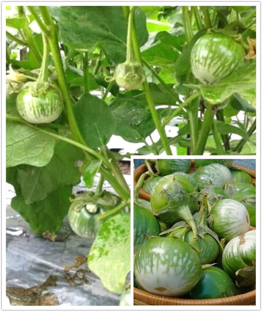30PCS round Thai Green Eggplant Seeds Solanum Melongena Southeast Asian Eggplant