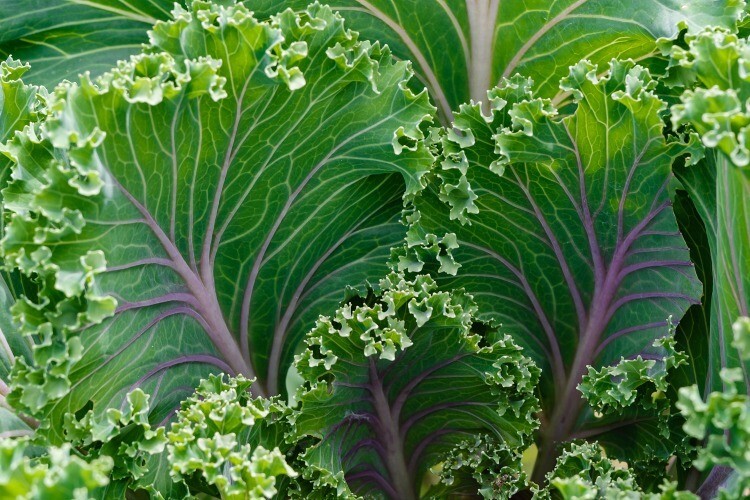500 RED RUSSIAN KALE SEEDS ~ heirloomseedguy ~ 2026 ~ NON-GMO