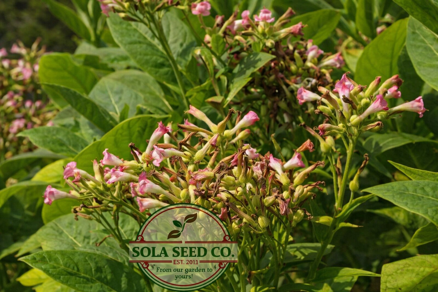 5000 Tobacco Seeds, Heirloom Mix, 6 Varieties, Hummingbird Pollinator Attractor