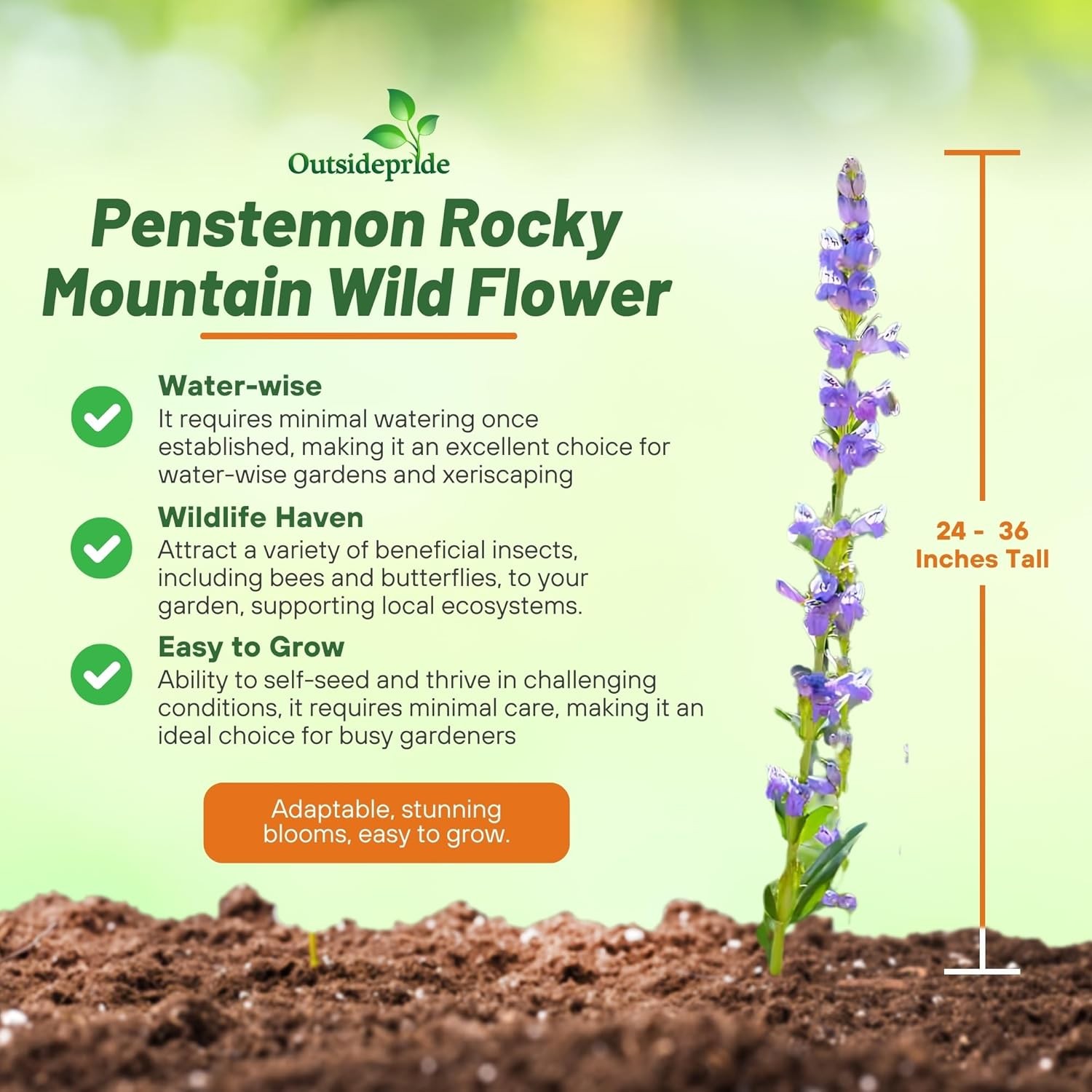 5000 Seeds Drought Tolerant Rocky Mountain Penstemon Flower Seed For Xeriscaping