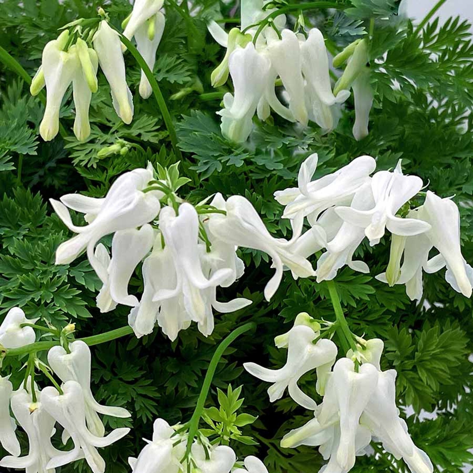 25 Titanium Bleeding Heart Seeds Dicentra Spectabilis Flowers Flower US SELLER