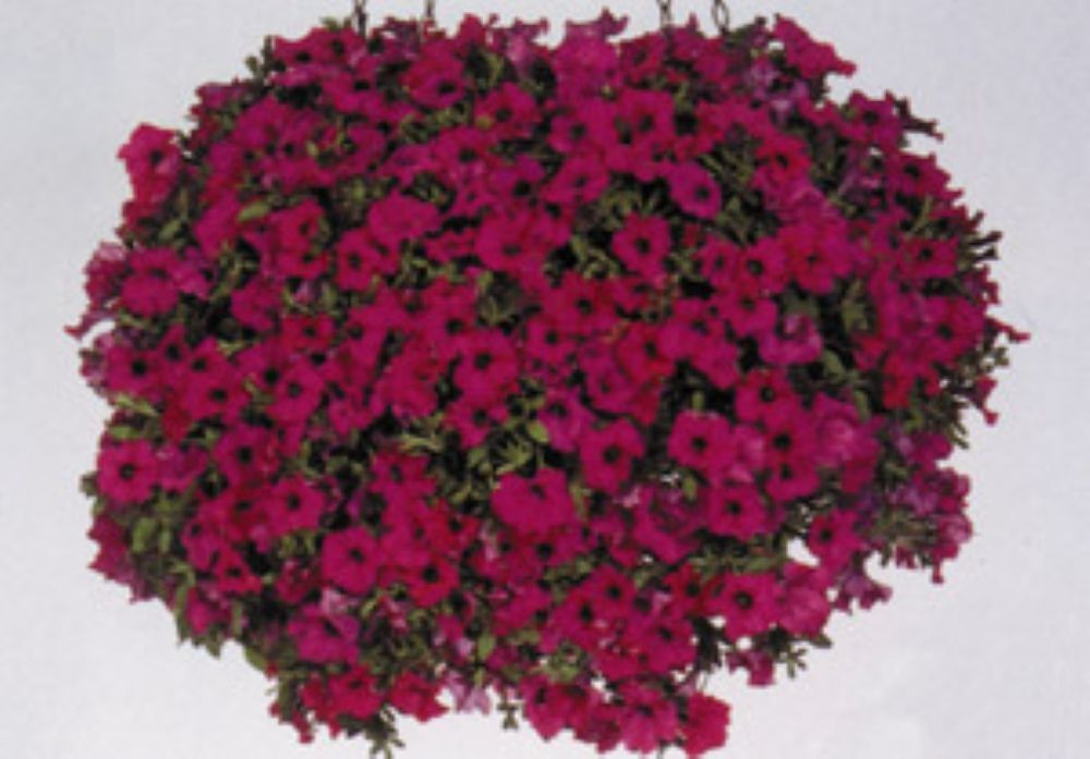SHAKERSNC Petunia Various Seed Collection – 10 Seeds Per Package $5.50