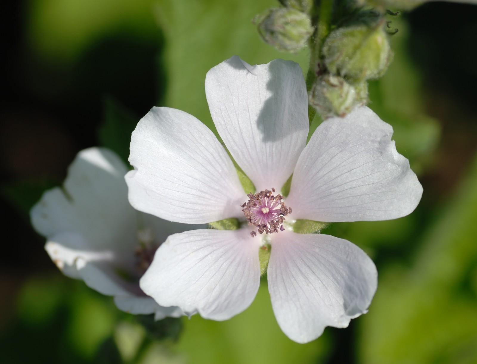 Marshmallow Plant Seeds – Althaea officinalis | Heirloom Herb for Edible & Med