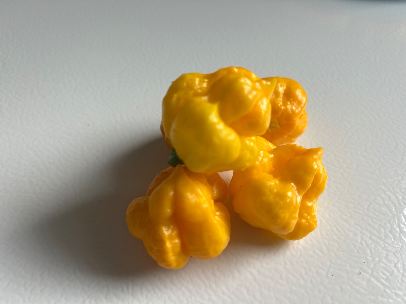 30 Yellow Jamaican Scotch Bonnet pepper seeds Hot