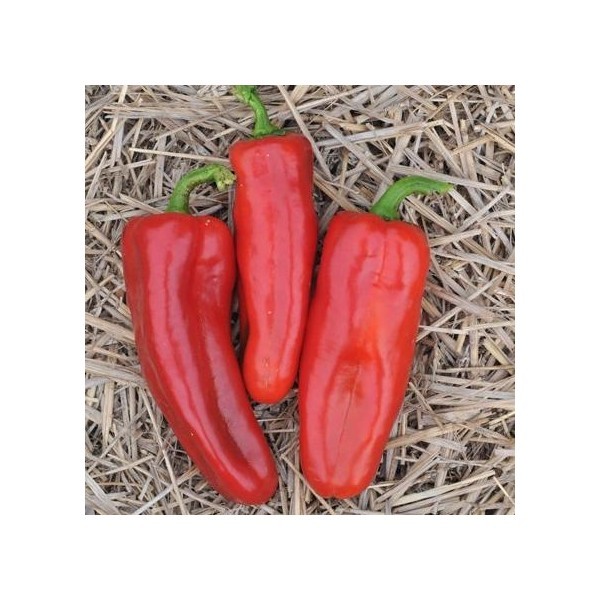 Red Marconi sweet pepper seeds non-gmo Italian heirloom BIG FLAVOR