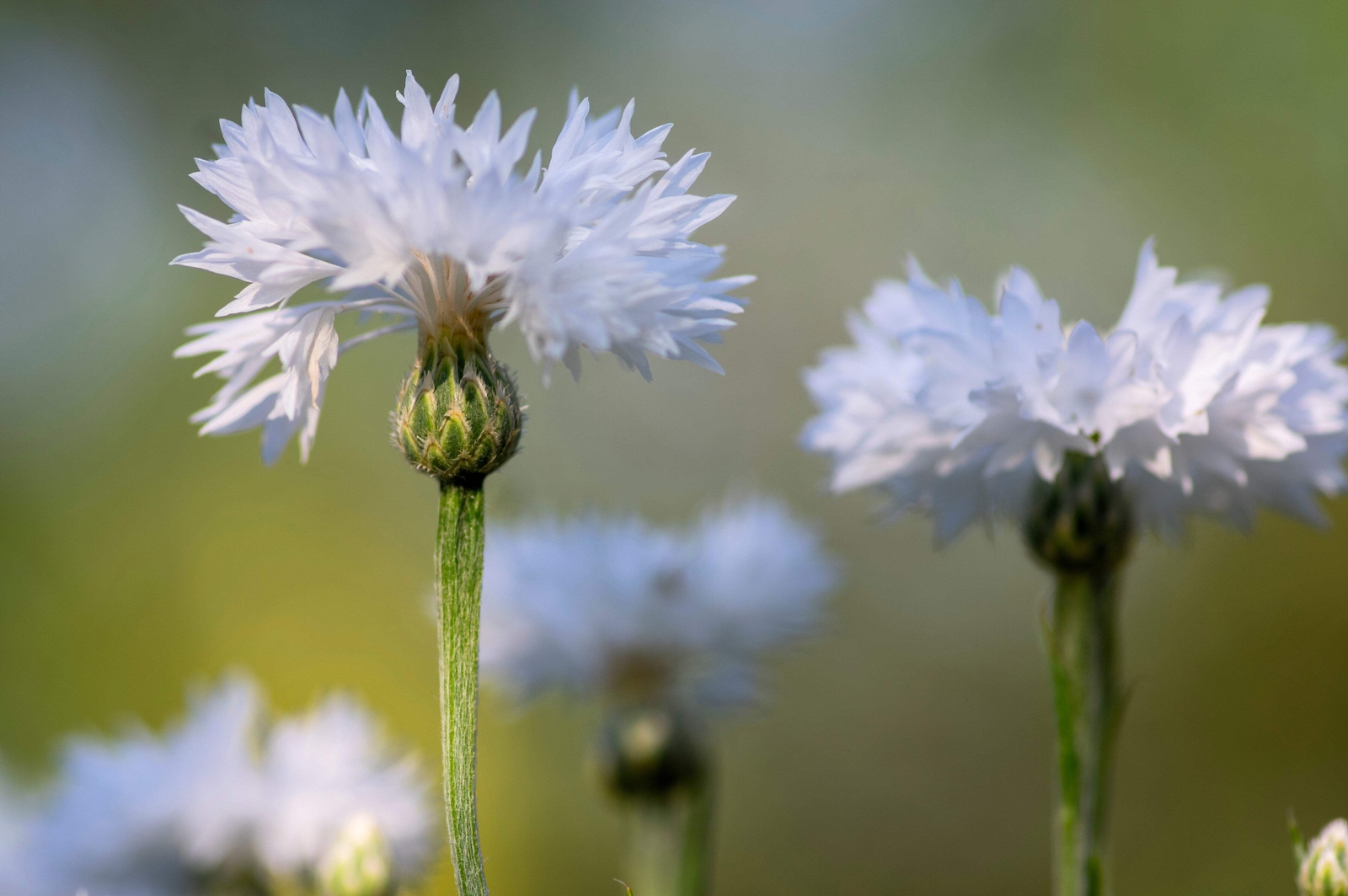 750 White BACHELOR’S BUTTON / CORNFLOWER Centaurea Cyanus Flower Seeds