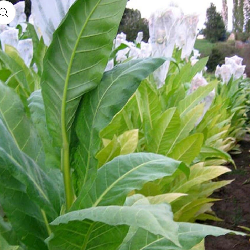 Golden Burley Tobacco, 1,000+ Seeds. Heirloom~Organic~Fresh. Free Shipping.