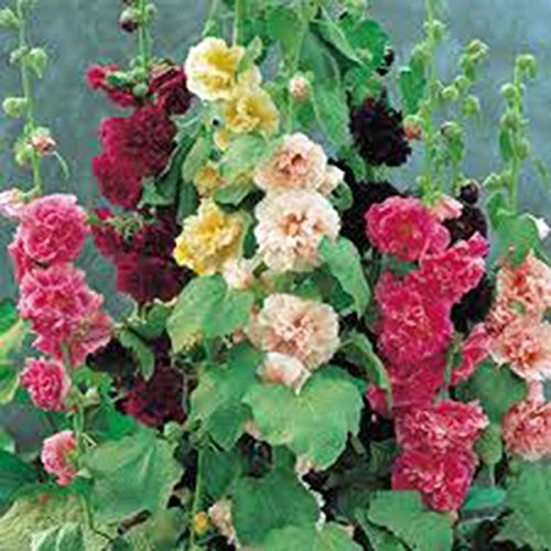 Hollyhock, Pink, RED & Yellow 100 Seeds Heirloom,Beautiful