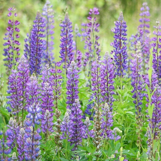 Wild Perennial Lupine Seeds Lupinus Perennis 100 SEEDS