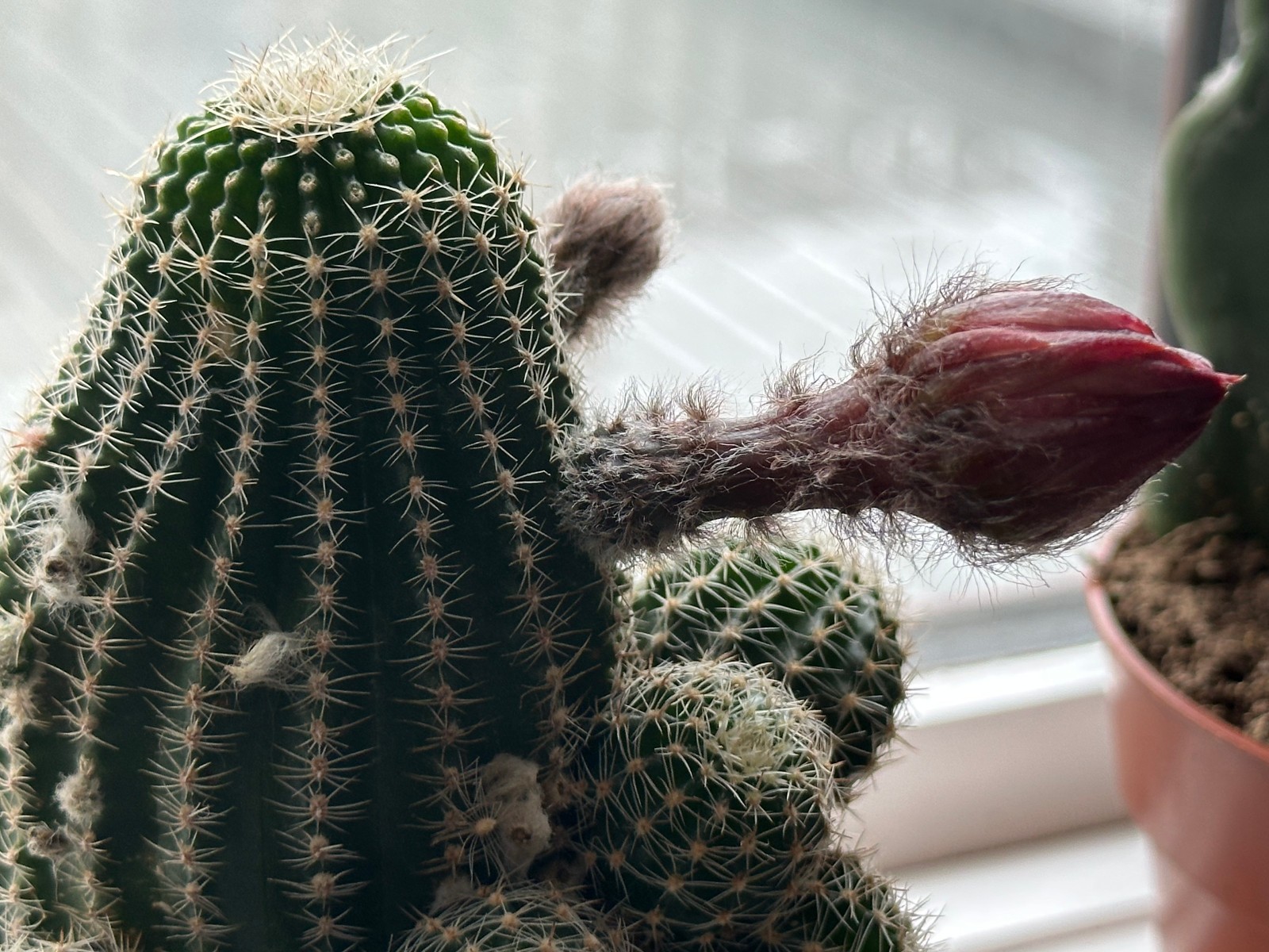 Echinopsis chamaecereus Live Cactus in 4″ pot FREE SHIPPING