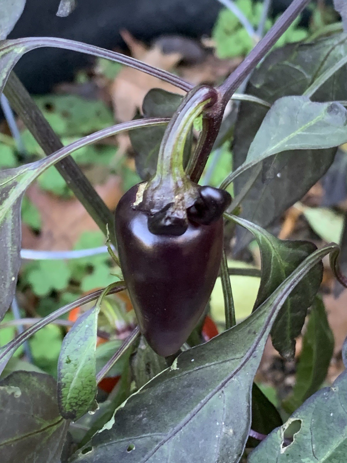 25+ Count Dracula Pepper Seeds 🇺🇸 USA Grown 🇺🇸 100% Organic!