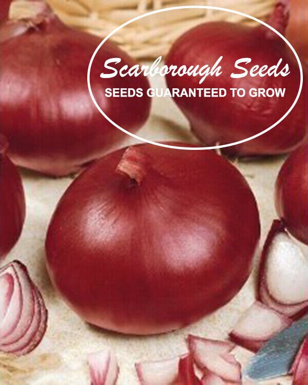 SCARBOROUGH SEEDS Onion, Red Burgundy 300 Seeds Non-GMO | Heirloom | USA