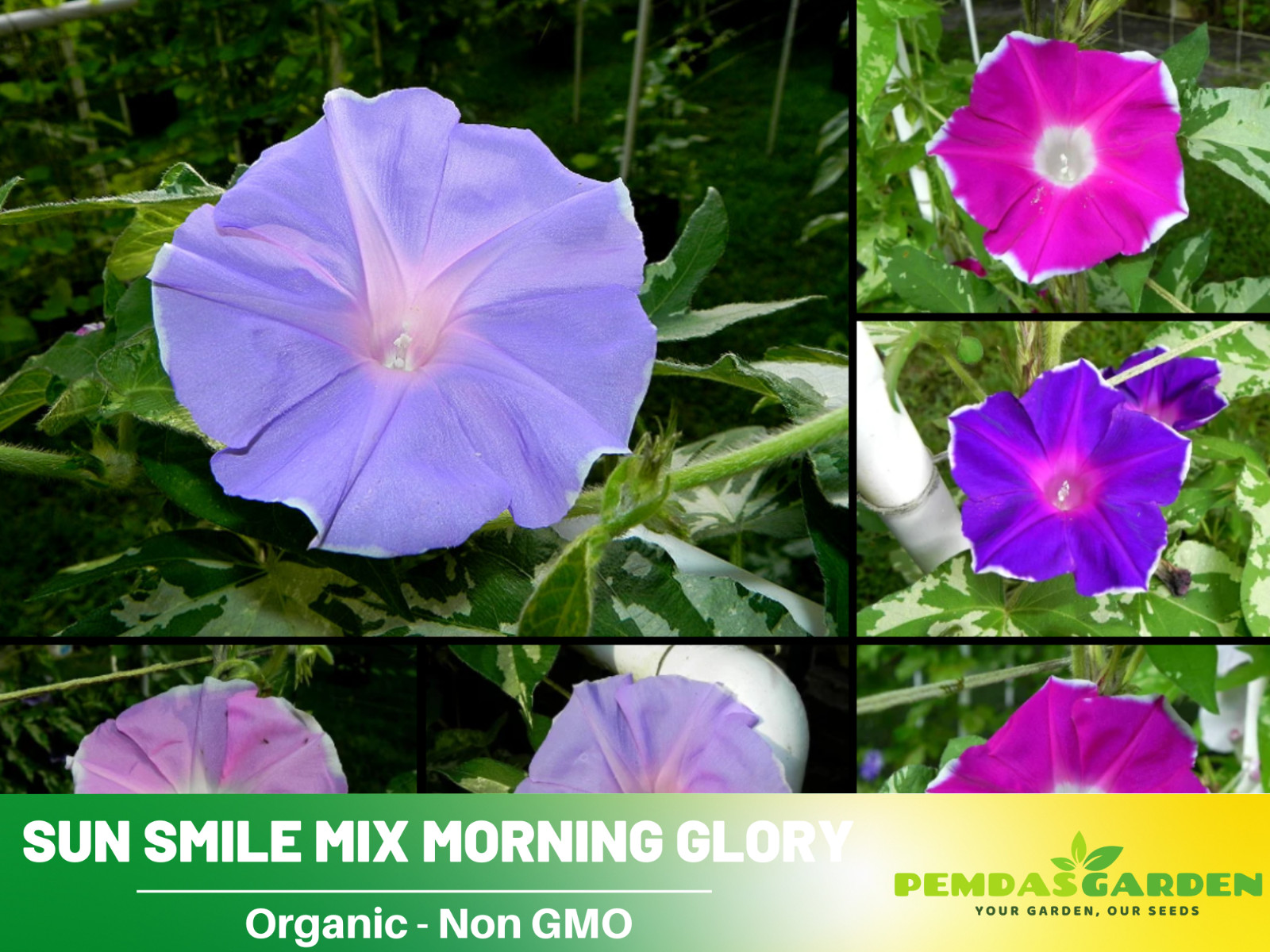30+Seeds| Sun Smile Mix Morning Glory Seeds #F031