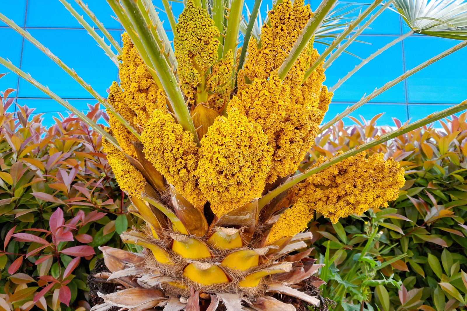 5 MEDITERRANEAN FAN PALM European Dwarf Tree Shrub Chamaerops Humilis Seeds