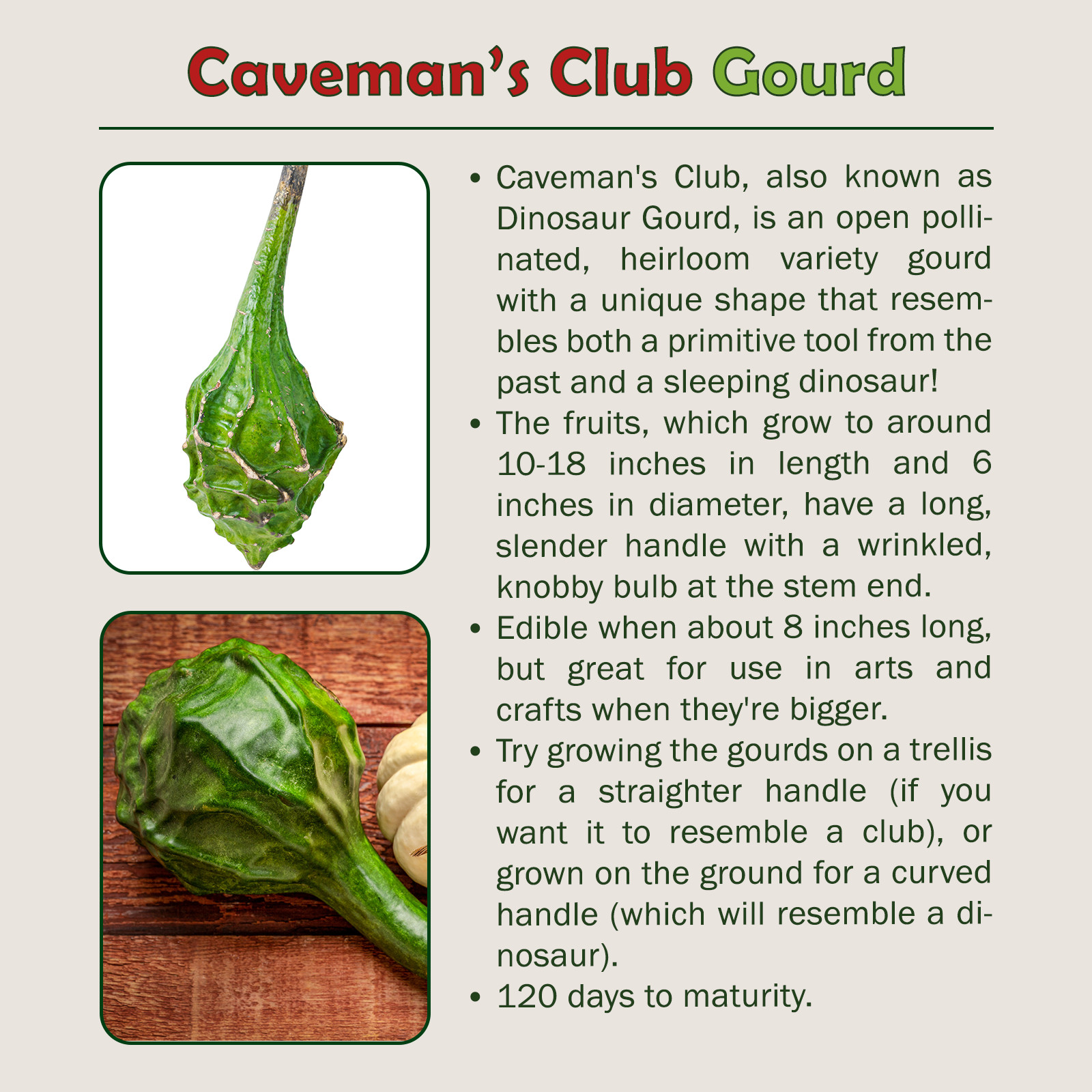 10 Caveman’s Club / Dinosaur Gourd Seeds, Heirloom, Non-GMO, Genuine USA