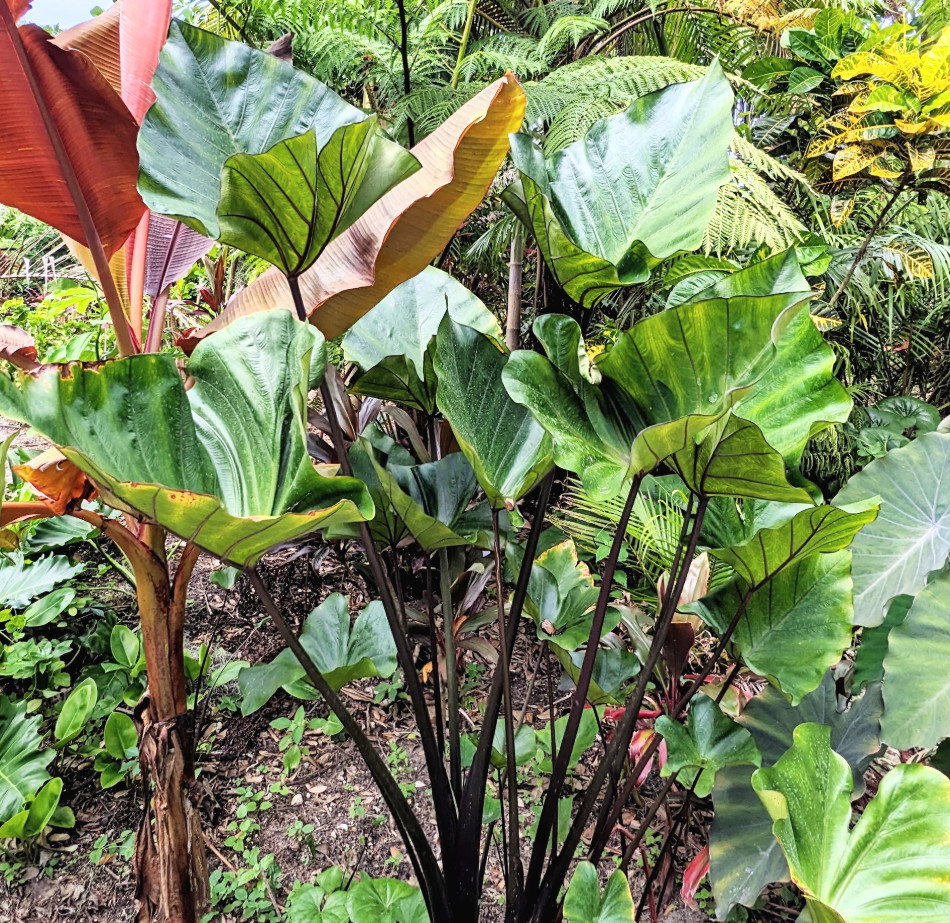 Tea Cup Colocasia Plant – 6-12″ Tall – Tropical Elephant Ear for Containers
