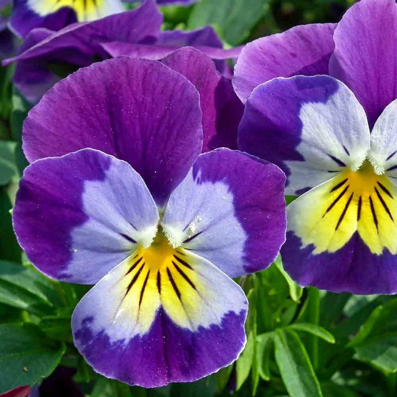 Johnny Jump Up Wildflower Seeds, Helen Mount, Tickle My Fancy, Heartsease