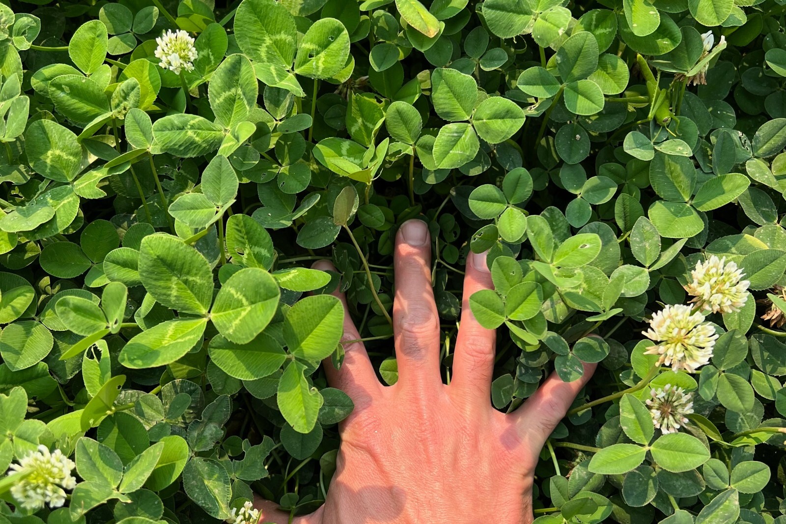 White Clover Seeds for Planting: Certified Organic Cover Crop Bulk Seed Packet