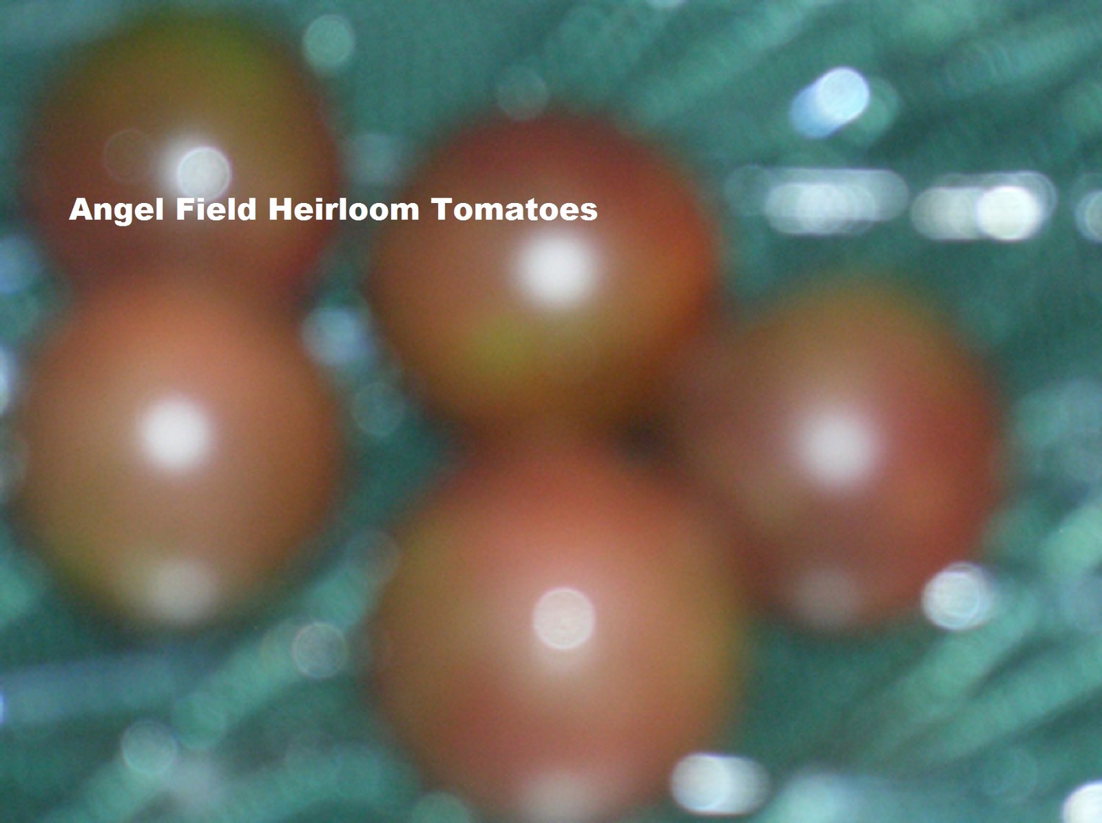 30 Black Cherry Tomato Seeds “Plus Free Garden Seeds