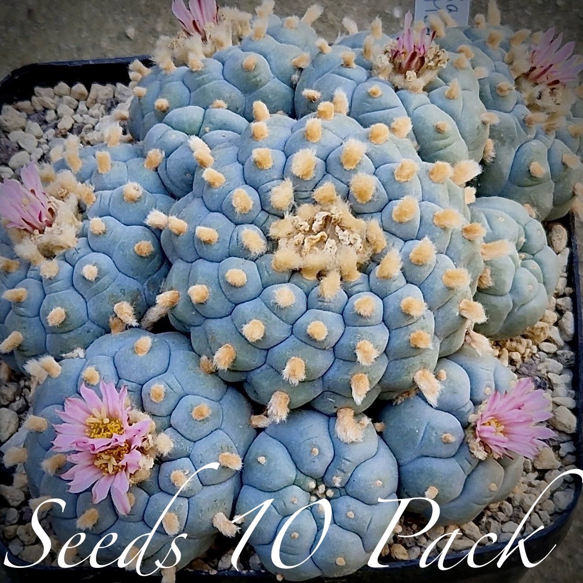 RARE SEEDS (10pk) L0ph…v. SIERRA SANTA ROSA x10 (Ten) Cactus US SELLER