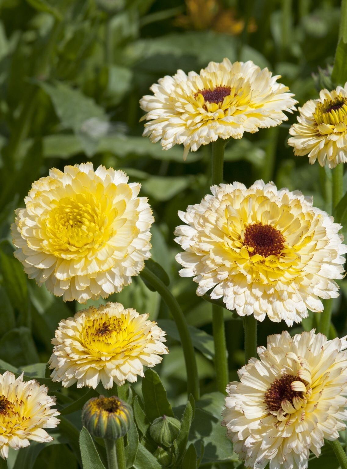 40 Calendula Mix seeds