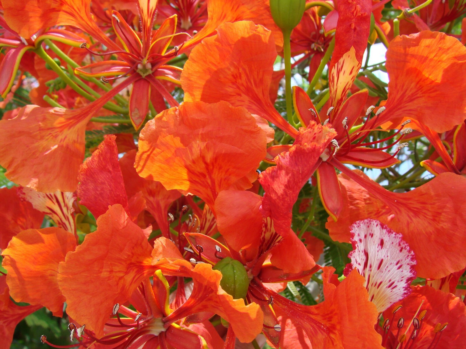 Royal Poinciana, Delonix regia, Tree Seeds
