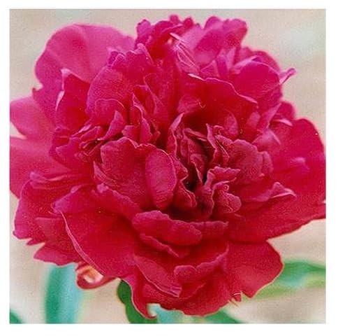 Kansas Peony – Early Double Red | 1 Gallon Peony Plant | Live Peonies Bulbs f…