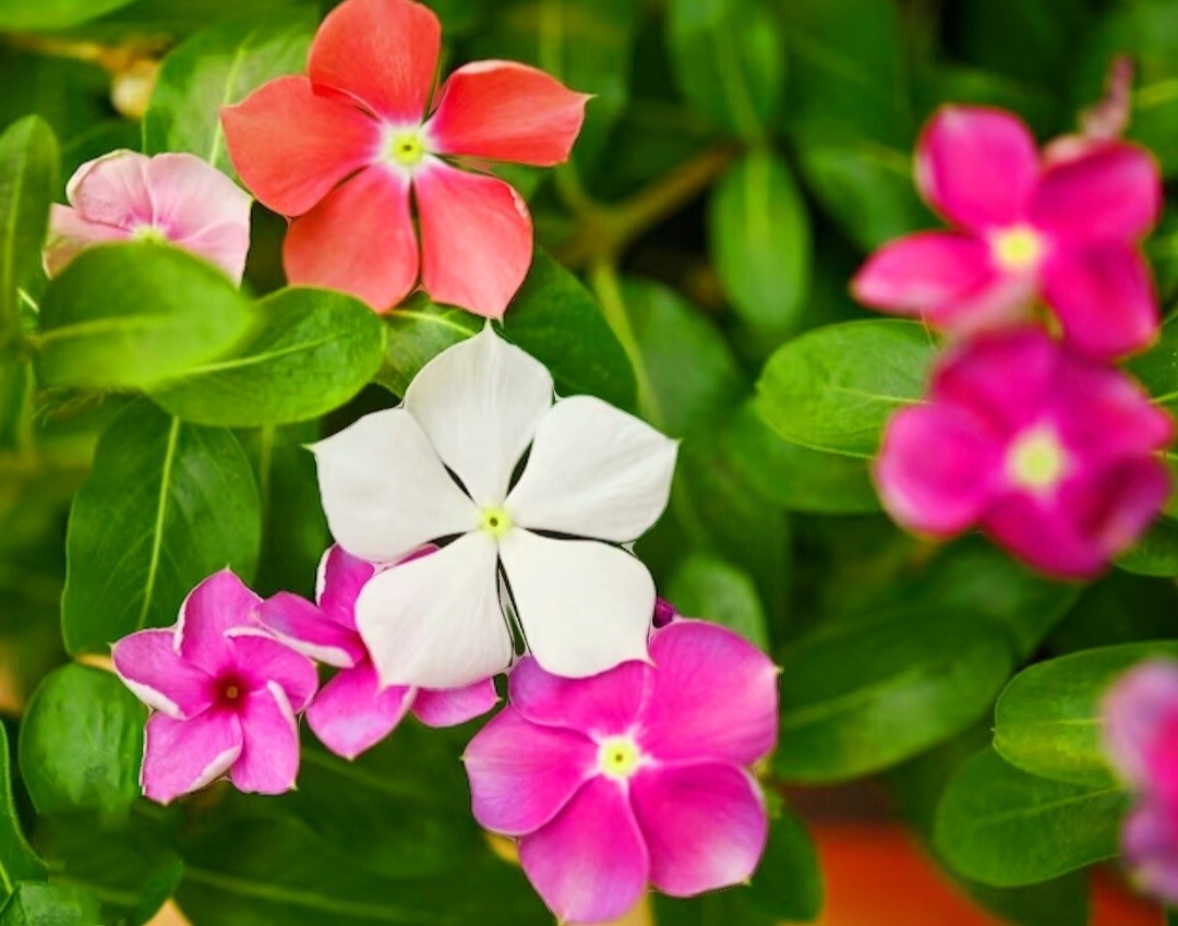 1200 Periwinkle Seeds Madagascar Mix Perennial Flowers – Catharanthus roseus
