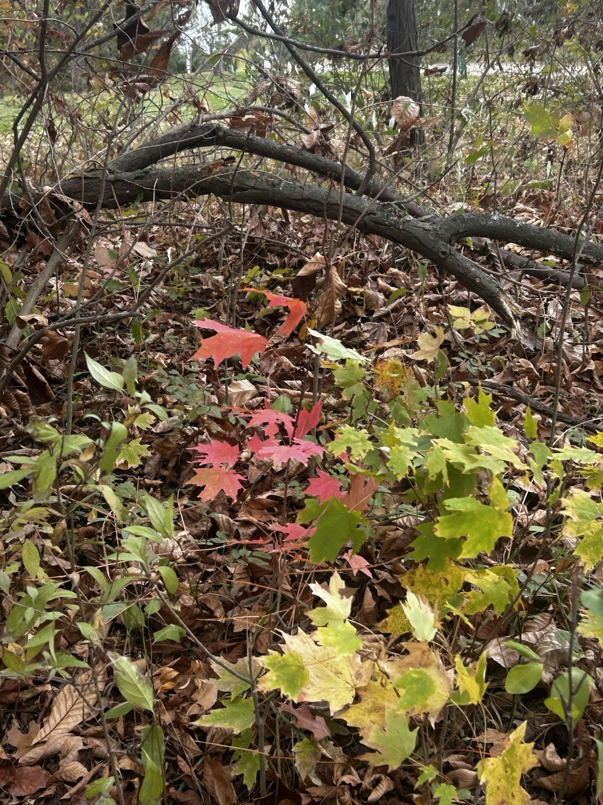 SE Michigan Ecotype Wild Grown, Forest Sugar Maple Seed (Acer Saccharum, 25 Pc.)