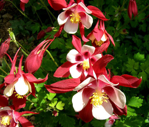 COLUMBINE CRIMSON STAR Aquilegia Caerulea – 250 Bulk Seeds