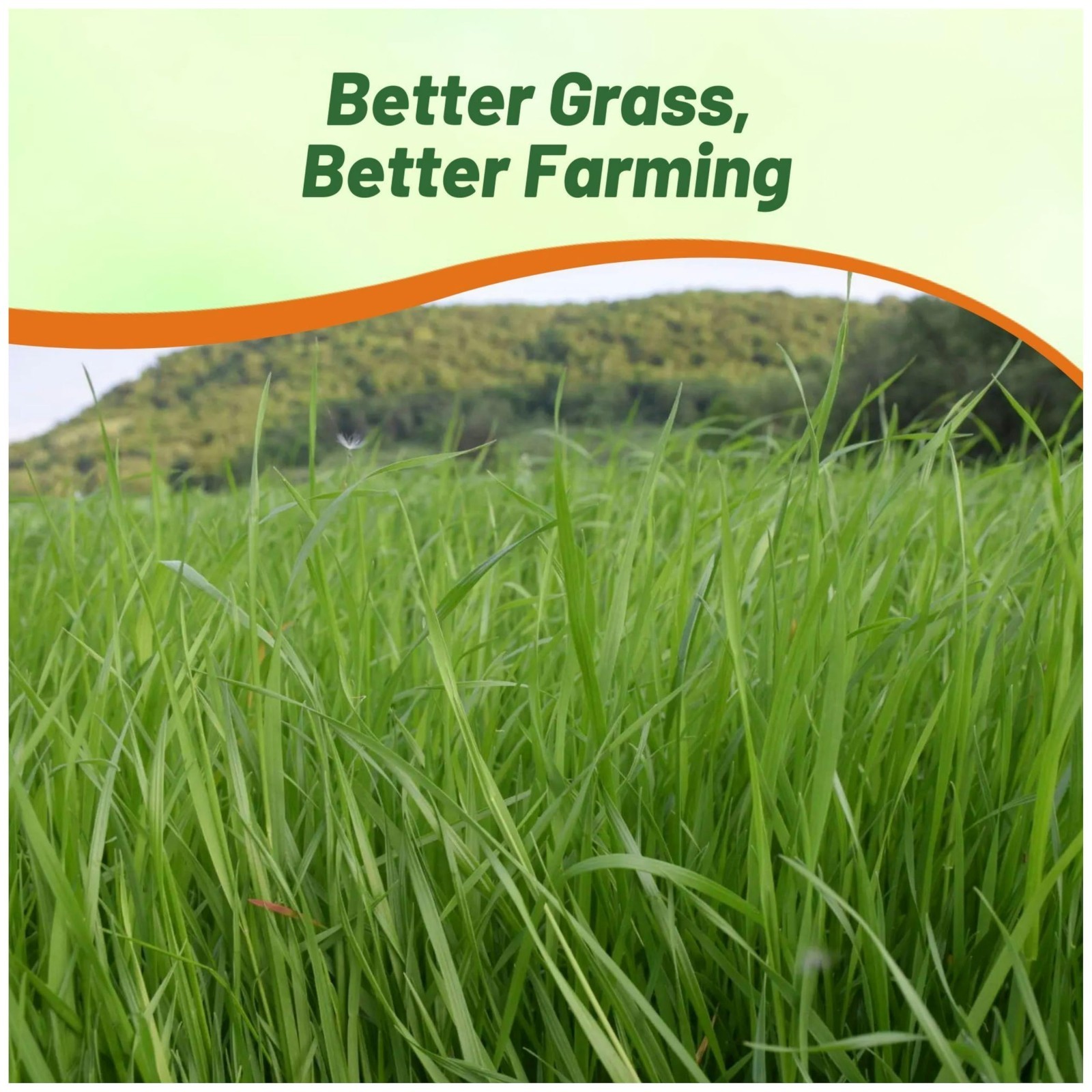 5 lb Annual Ryegrass Seeds – Hardy Fast-Growing Cover Crop for Erosion Control,