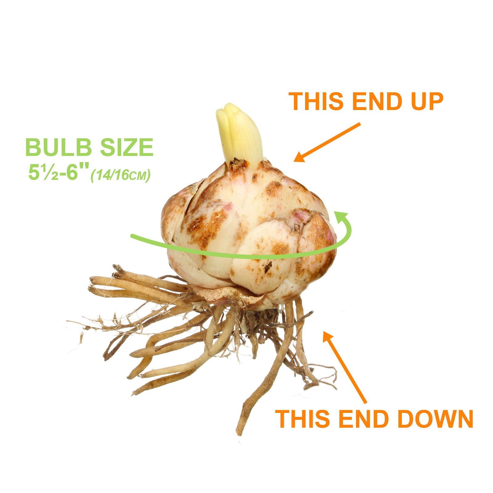Garden State Bulb Yellow Bruse Asiatic Lily Flower Bulbs, 14/16cm, Spring