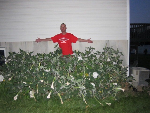 Datura, 150 Seeds, Trumpet Flower, Angel Trumpet, Moon Flower, Sacred Datura