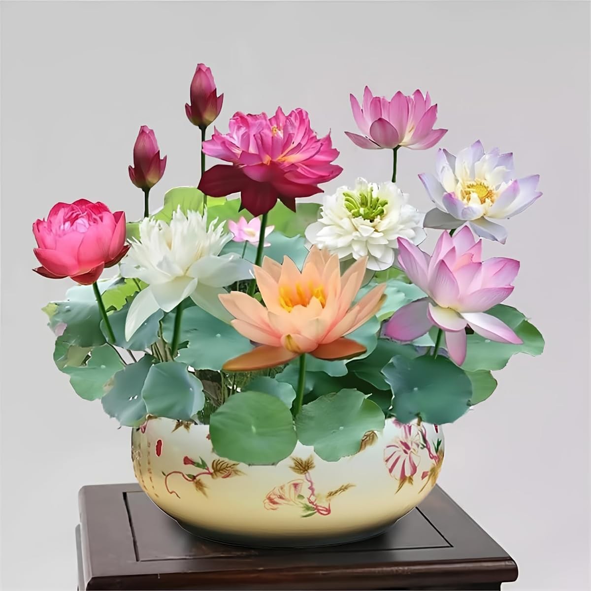 30+ Pcs Bonsai Bowl Lotus Seeds Water Lily Flower Plant Seed Flowering Aquati…