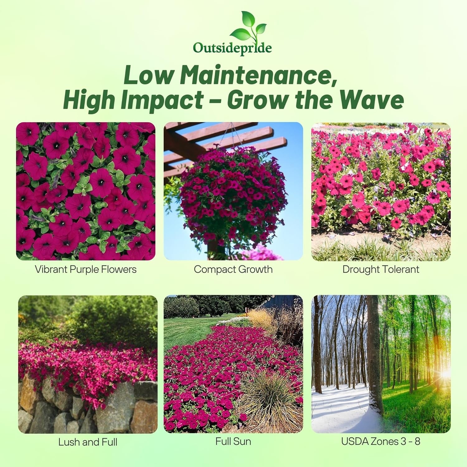 15 Seeds Purple Classic Wave Petunias Only Grow 4 – 6 Inches Tall – AAS Winner