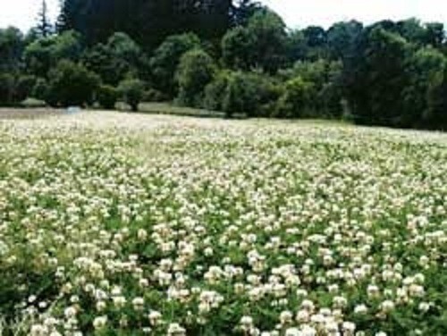1 LB White Ladino Clover Seed Food Plot Seed Highest Nutrition for Deer Turkeys