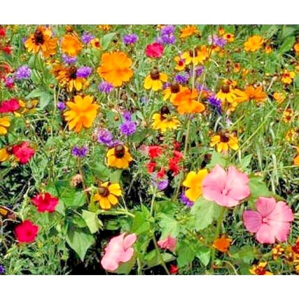 2000+DEER PROOF Native Wildflower Mix 15 Different Flowering Annual Perennial
