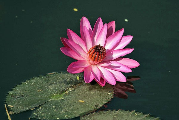 Nymphaea rubra | Red Cup | Red Flare | 10 Seeds