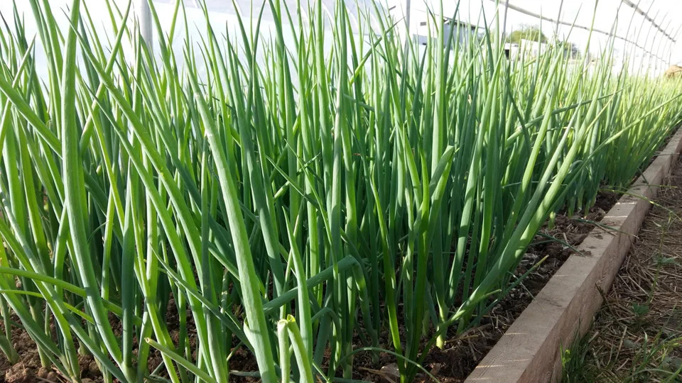 Tokyo Long White Scallion Seeds | Perennial Spring Green Onion Seed 2024
