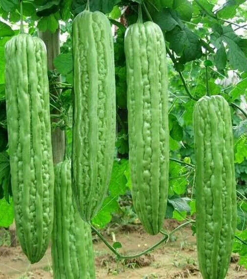 Mixed Green Skin Long + Indian Dark Green Bitter Gourd Ku Gua Khổ Qua 30+ Seeds