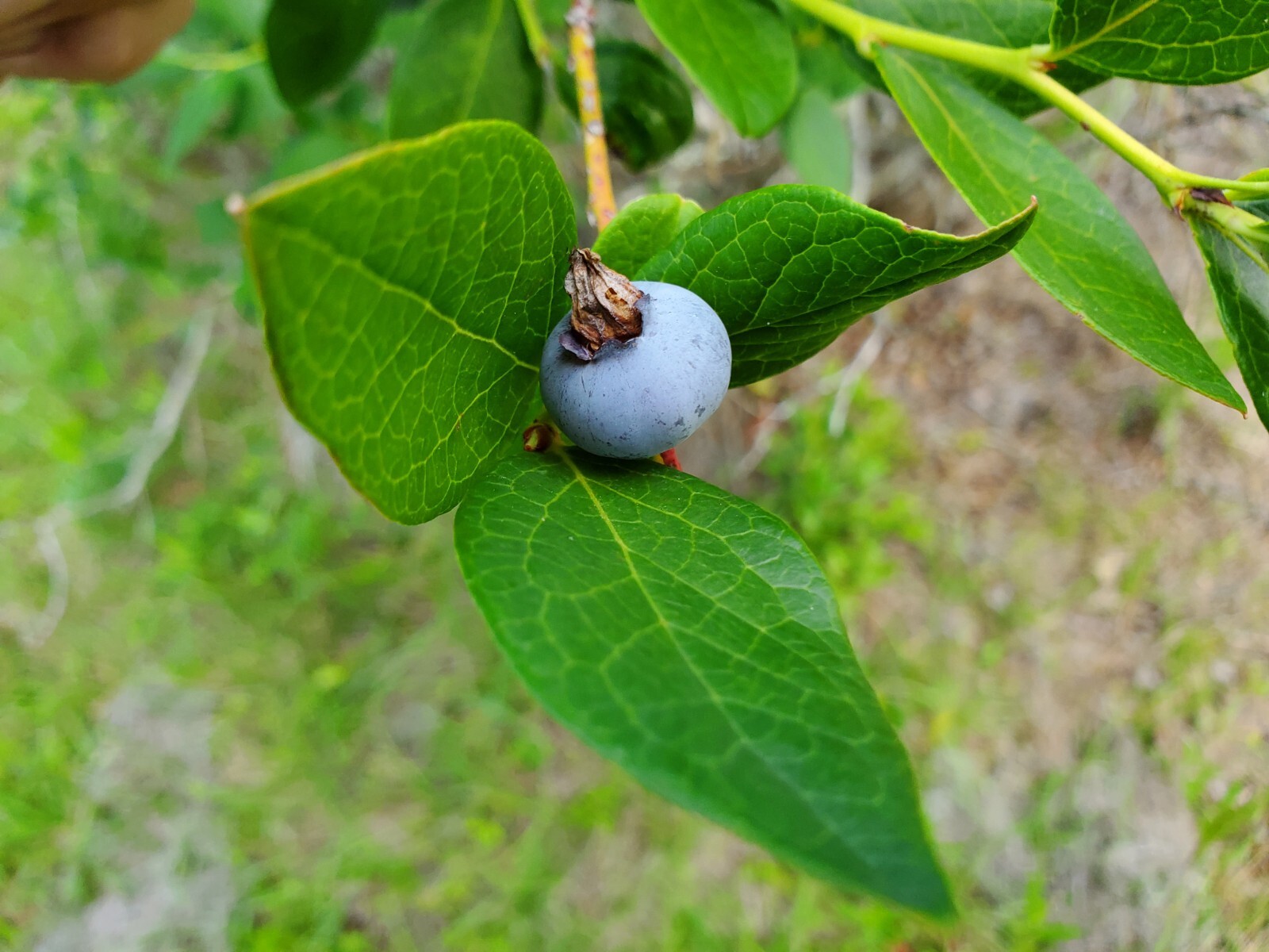 75 FLORIDA SOUTHERN HIGHBUSH blueberry seeds vaccinium corymbosum