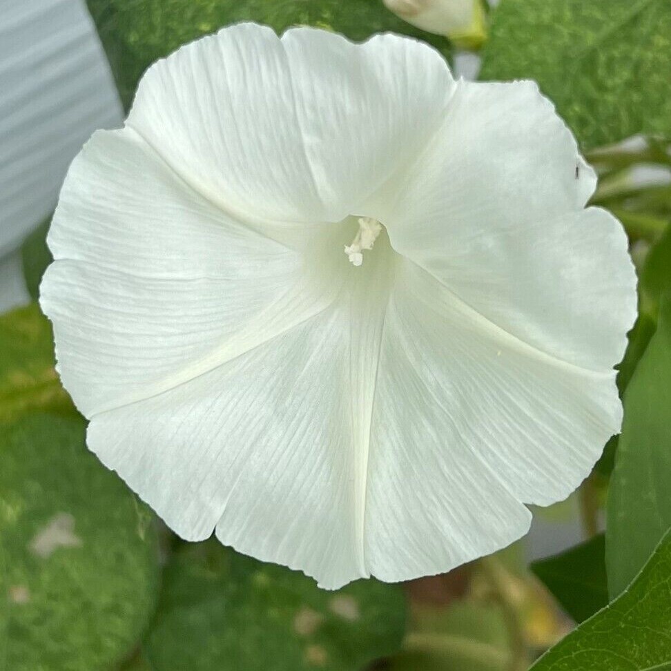 Morning Glory Vine Seed Mixed Colors – Heirloom Non-GMO