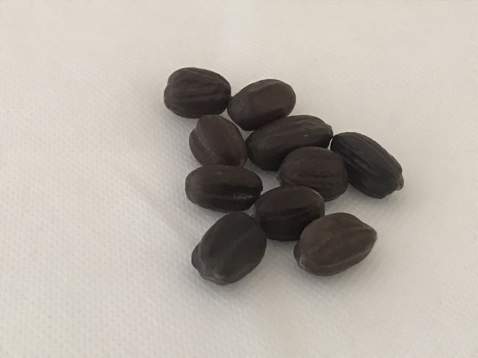Arizona, Jojoba Tree Seeds , lot of 30 pcs