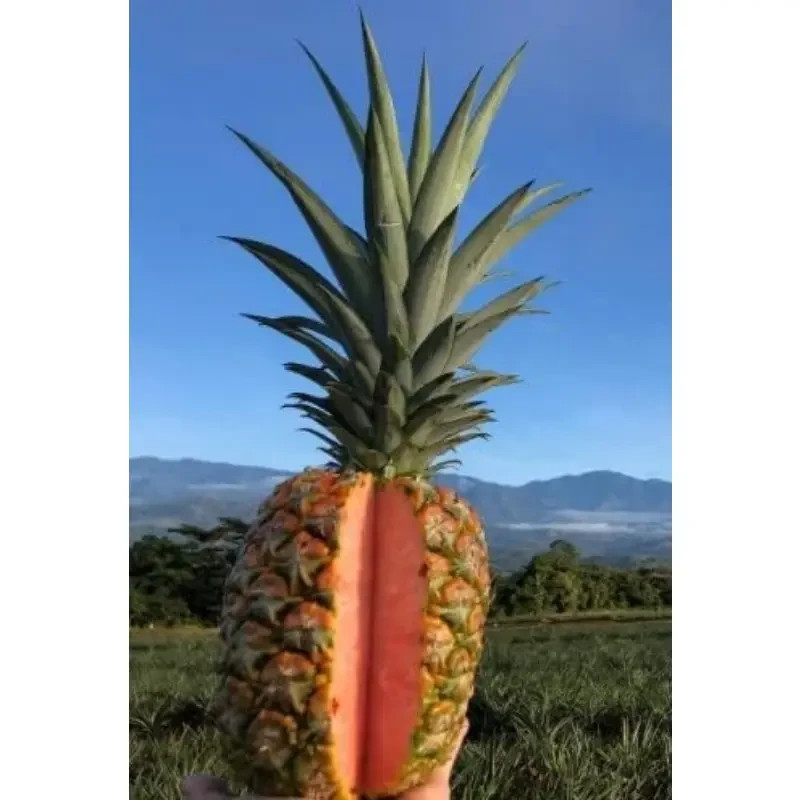 10 Pcs Pinkglow Pineapple Seeds for Garden Planting – USA
