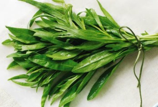 200+ FRESH TARRAGON SEEDS FREE USA SHIPPING